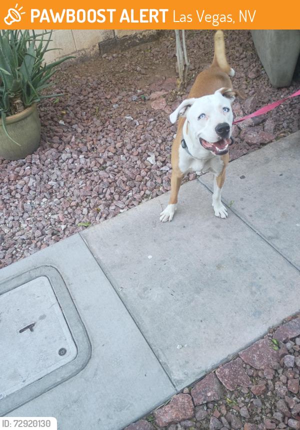 Found/Stray Male Dog last seen Walnut and Carrie, Las Vegas, NV 89101