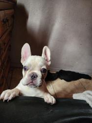 Lost Male Dog last seen 18th st and cypress, Phoenix, AZ 85006
