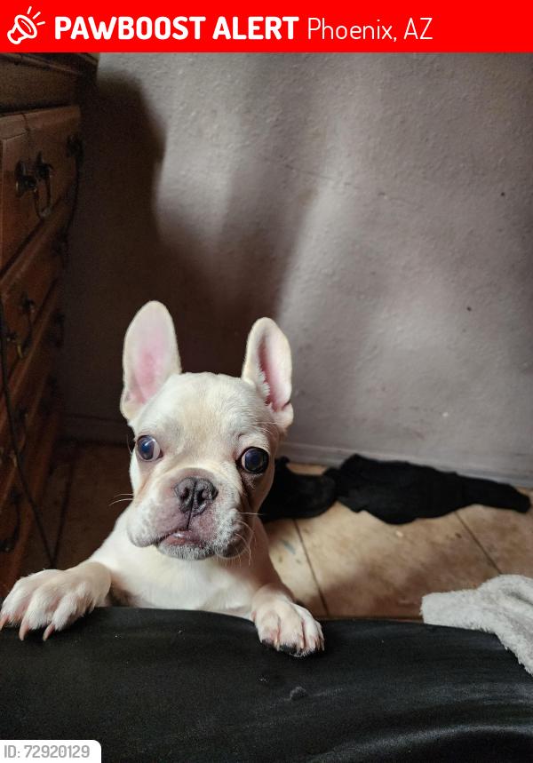 Lost Male Dog last seen 18th st and cypress, Phoenix, AZ 85006