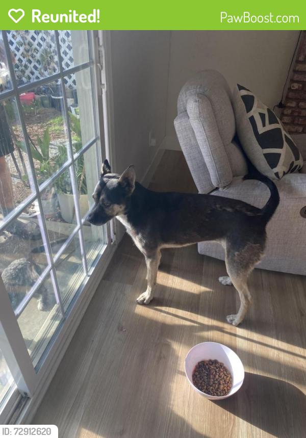 Reunited Unknown Dog last seen Union Ave by Rexland Park, Bakersfield, CA 93304