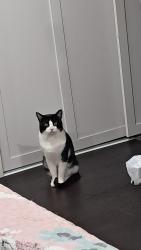 Lost Male Cat last seen Tacoma st., Carpentersville, IL 60110