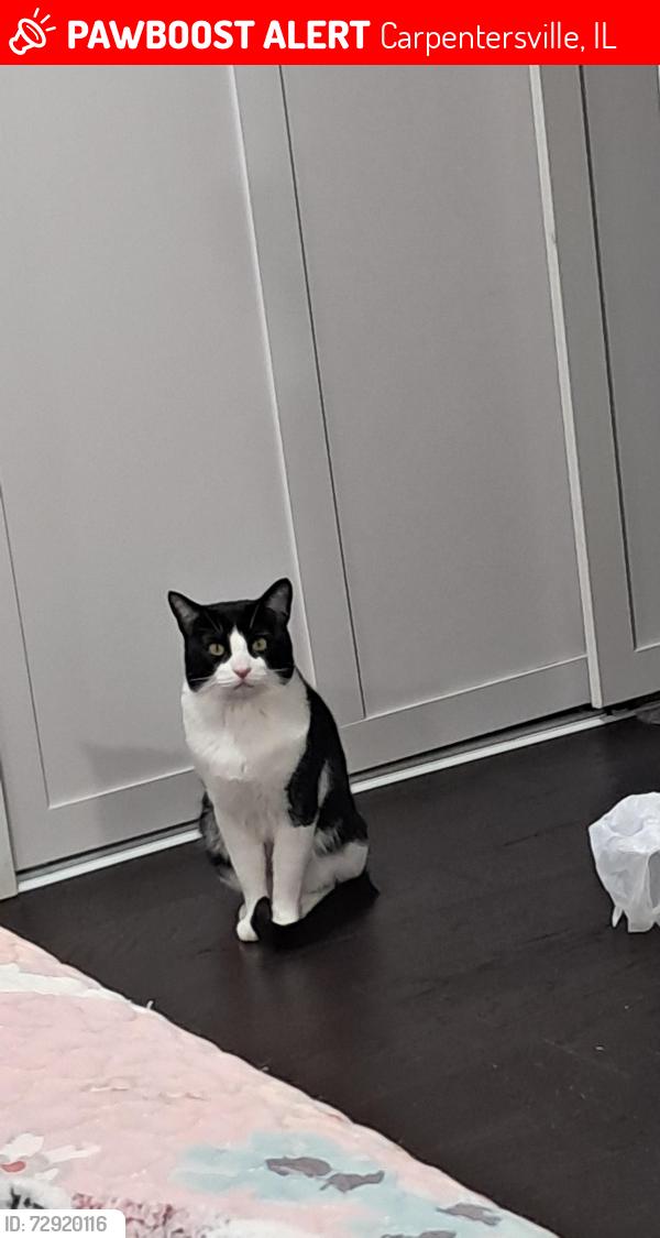 Lost Male Cat last seen Tacoma st., Carpentersville, IL 60110