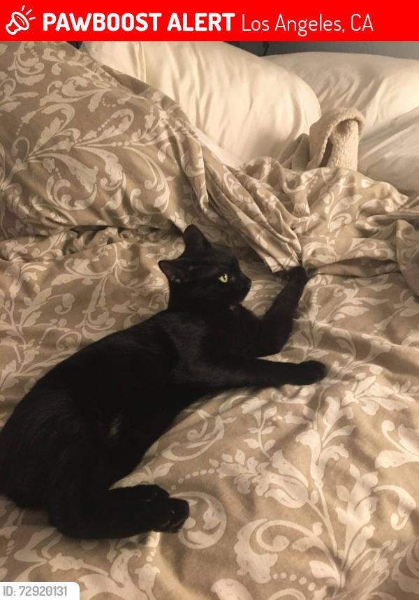Lost Female Cat last seen Avenue 58, Los Angeles, CA 90042