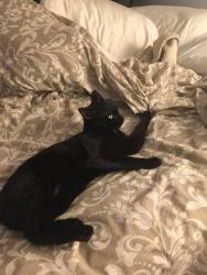 Lost Female Cat last seen Avenue 58, Los Angeles, CA 90042