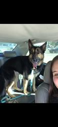 Lost Male Dog last seen Birnamwood fairfax subdivision , Spring, TX 77373