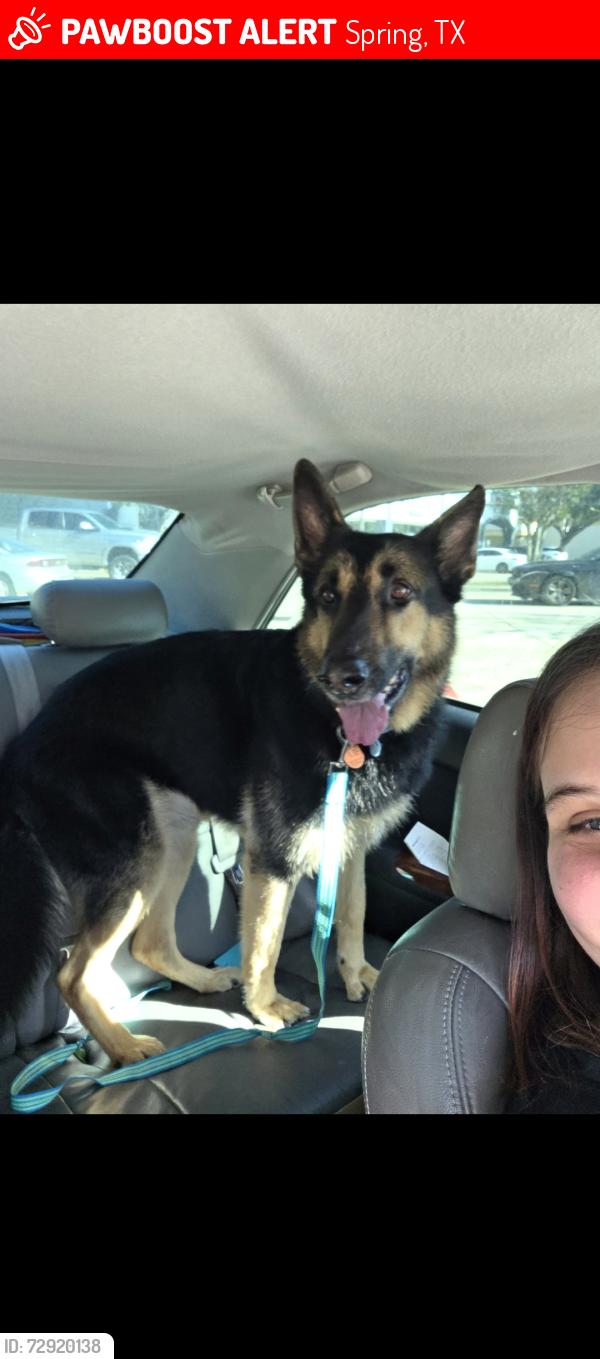 Lost Male Dog last seen Birnamwood fairfax subdivision , Spring, TX 77373