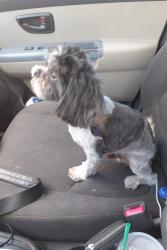 Reunited Male Dog last seen Birnamwood blvd & hirshfield rd, Spring, TX 77373