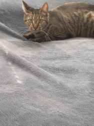 Lost Male Cat last seen State st. Desert Palms MHP, Hemet, CA 92543