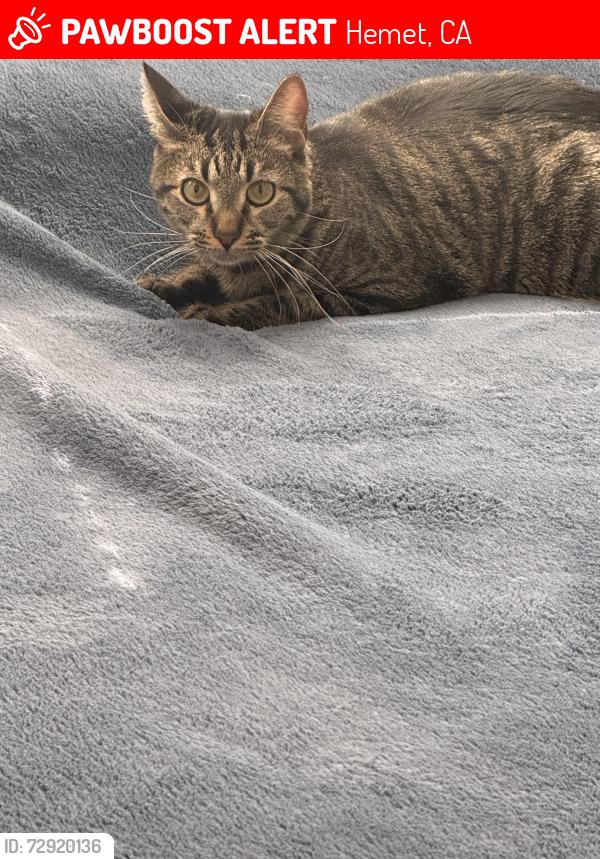 Lost Male Cat last seen State st. Desert Palms MHP, Hemet, CA 92543