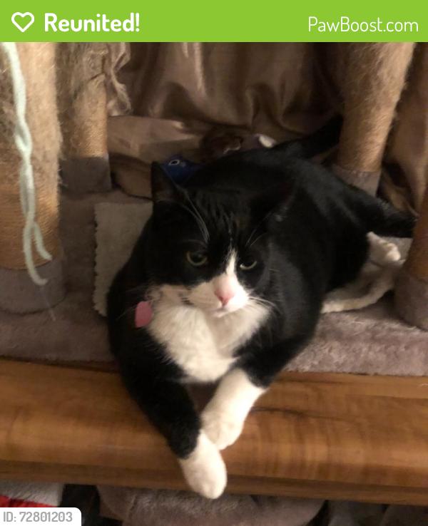 Reunited Female Cat last seen Grand Avenue and 21St Street, Santa Ana, CA 92705