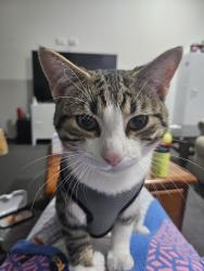 Lost Male Cat last seen Rossiter Retreat,  Cranbourne North , Cranbourne North, VIC 3977