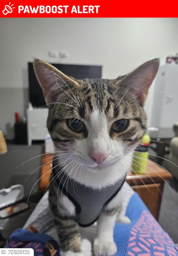 Lost Male Cat last seen Rossiter Retreat, Cranbourne North, Cranbourne North, VIC 3977