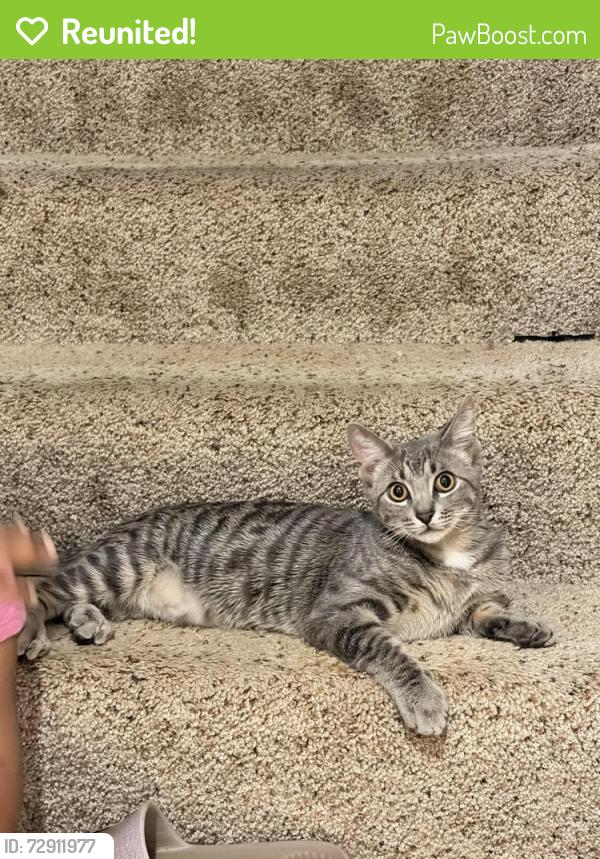 Reunited Male Cat last seen Tahoe Cir, Woodbury, MN 55125
