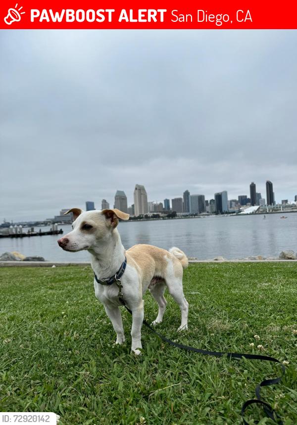 Lost Male Dog last seen Hartley Street and 47th street , San Diego, CA 92102