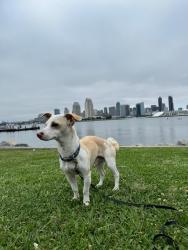 Lost Male Dog last seen Hartley Street and 47th street , San Diego, CA 92102