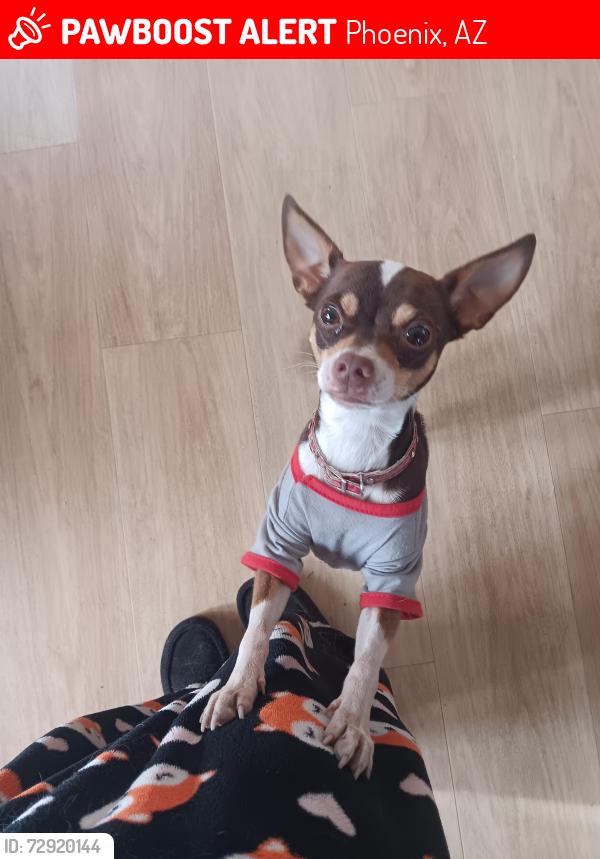Lost Male Dog last seen 31st & Van Buren st , Phoenix, AZ 85009