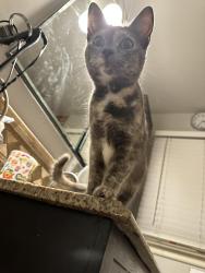 Reunited Unknown Cat last seen 39th street and Noland road, Independence, MO 64055