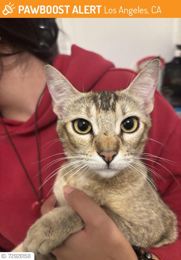 Found/Stray Female Cat last seen Oxnard and Hazeltine, Los Angeles, CA 91401