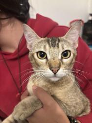 Found/Stray Female Cat last seen Oxnard and Hazeltine, Los Angeles, CA 91401