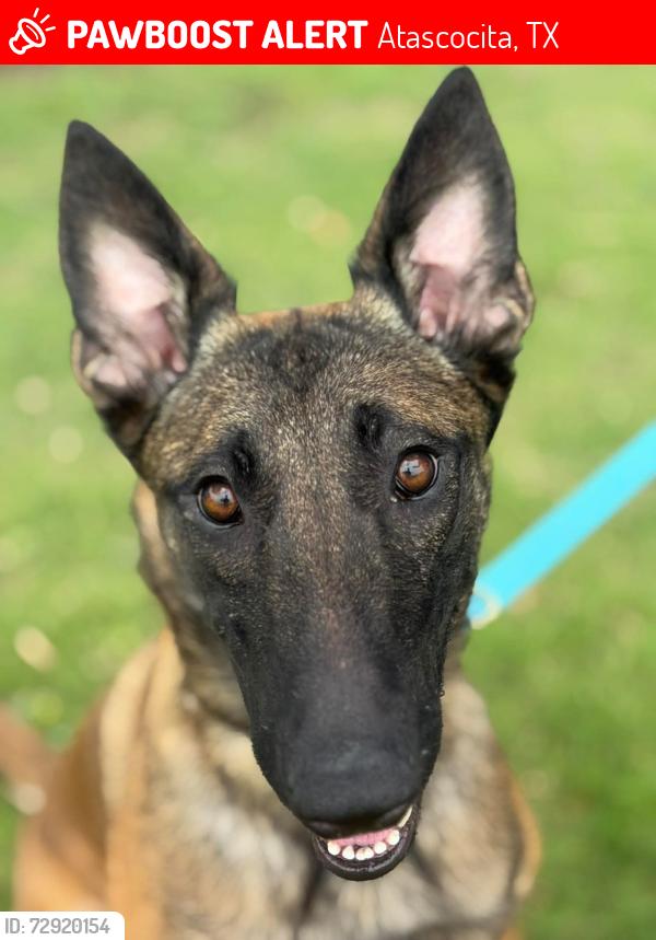 Lost Female Dog last seen Near @ W. Lake Houston Pkwy, Atascocita, TX 77346