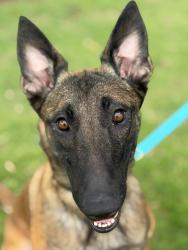 Lost Female Dog last seen Near @ W. Lake Houston Pkwy, Atascocita, TX 77346