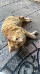 Found/Stray Unknown Cat last seen Roosevelt Drive & Vanessa Way, Fontana, CA 92336