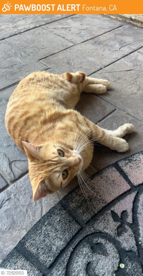 Found/Stray Unknown Cat last seen Roosevelt Drive & Vanessa Way, Fontana, CA 92336