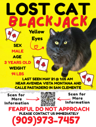 Lost Male Cat last seen Calle pastadero and Avenida vista Montana , San Clemente, CA 92672
