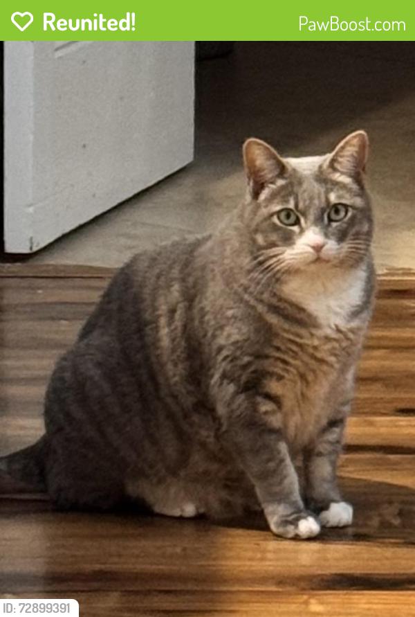 Reunited Male Cat last seen Bushard/ Gardenia, Fountain Valley, CA 92708