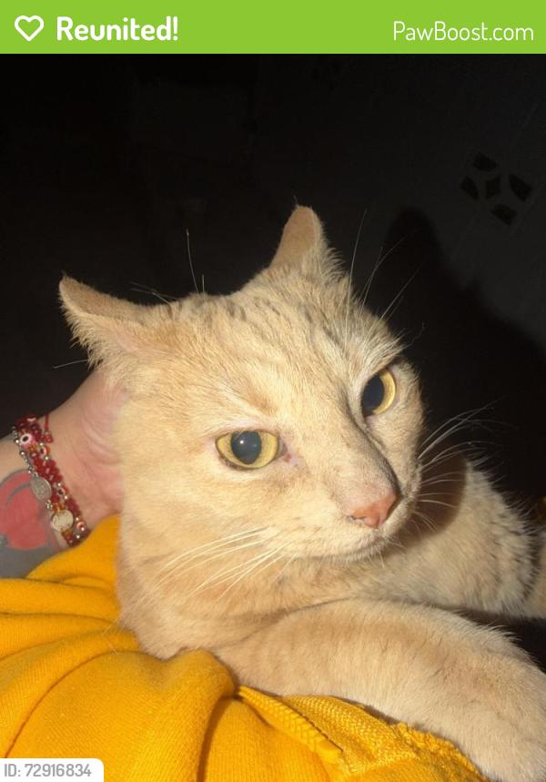 Reunited Female Cat last seen San Bernardino cal state university , San Bernardino, CA 92407