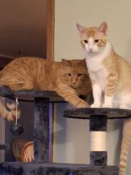 Reunited Male Cat last seen Near Melissa Street  Menasha , Menasha, WI 54952