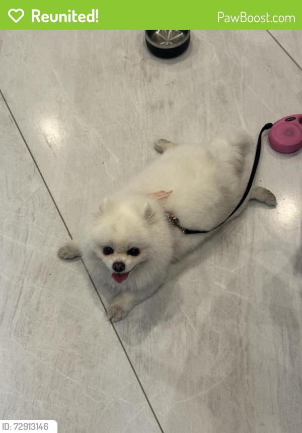 Reunited Male Dog last seen 林肯大街215 E Emerson Ave 蒙特利帕克, CA  91755 美国, Monterey Park, CA 91755