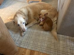 Reunited Female Dog last seen Route 19 and Murtland, Washington, PA 15301