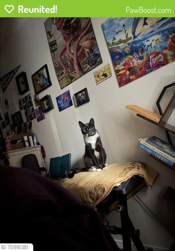 Reunited Male Cat last seen Narragansett and Bacon, San Diego, CA 92107