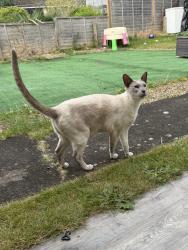 Lost Male Cat last seen  St John’s  road , Suffolk, England NR35 1BD