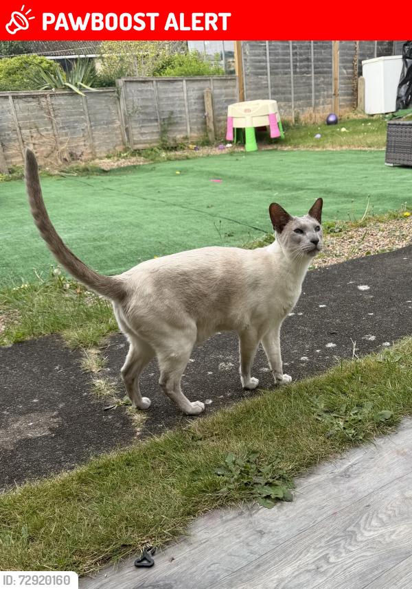 Lost Male Cat last seen  St John’s  road , Suffolk, England NR35 1BD