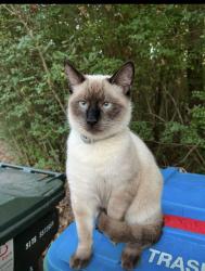 Lost Male Cat last seen Carolina Beer Temple, Matthews Ames Street Station, Matthews, NC 28105