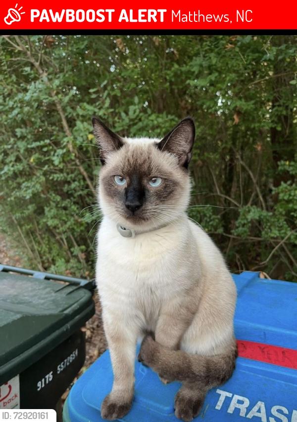 Lost Male Cat last seen Carolina Beer Temple, Matthews Ames Street Station, Matthews, NC 28105