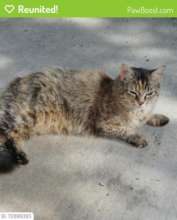 Reunited Female Cat last seen Near Ja Ct NW, Albuquerque, NM 87120, Albuquerque, NM 87120