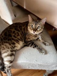 Lost Female Cat last seen San Marino City Limit, San Gabriel, CA 91775