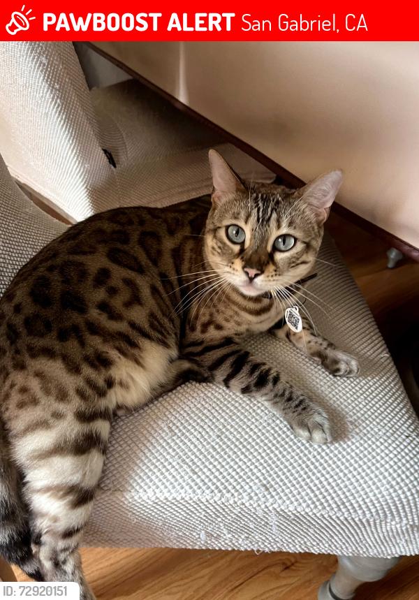 Lost Female Cat last seen San Marino City Limit, San Gabriel, CA 91775