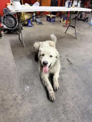 Reunited Male Dog last seen Contáctame , San Bernardino, CA 92411