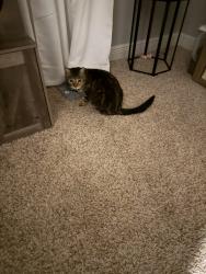 Reunited Female Cat last seen county line rd and anderson snow rd, Spring Hill, FL 34609