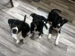 Lost Male Dog last seen Near Fischer , Detroit, MI 48214