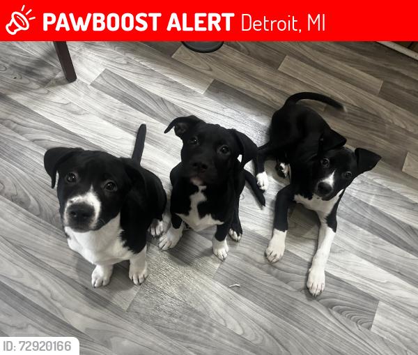 Lost Male Dog last seen Near Fischer , Detroit, MI 48214