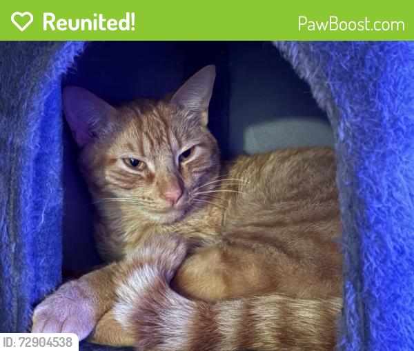 Reunited Male Cat last seen Valrico Station apmt complex near SR 60 and St. Cloud, Valrico, FL 33594