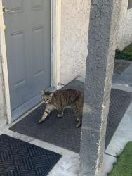 Reunited Female Cat last seen 44th/sierra, San Bernardino, CA 92404
