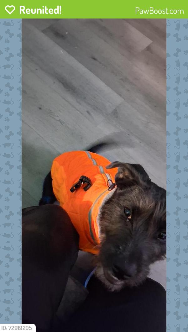 Reunited Female Dog last seen Las Vegas Nevada , Las Vegas, NV 89124
