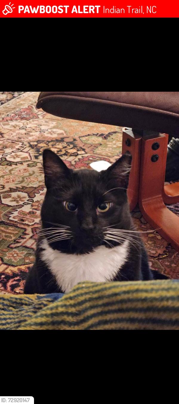 Lost Female Cat last seen O’Connell & Unionville-Indian Trail Road, Indian Trail, NC 28079