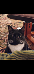 Lost Female Cat last seen O’Connell & Unionville-Indian Trail Road , Indian Trail, NC 28079